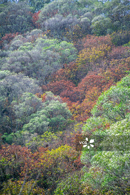 厦门东坪山公园 荒野秋天 层林尽染图片素材