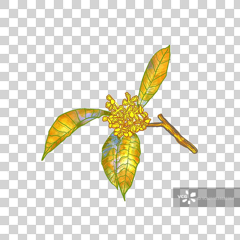 黑色背景下的桂花叶子特写镜头图片素材