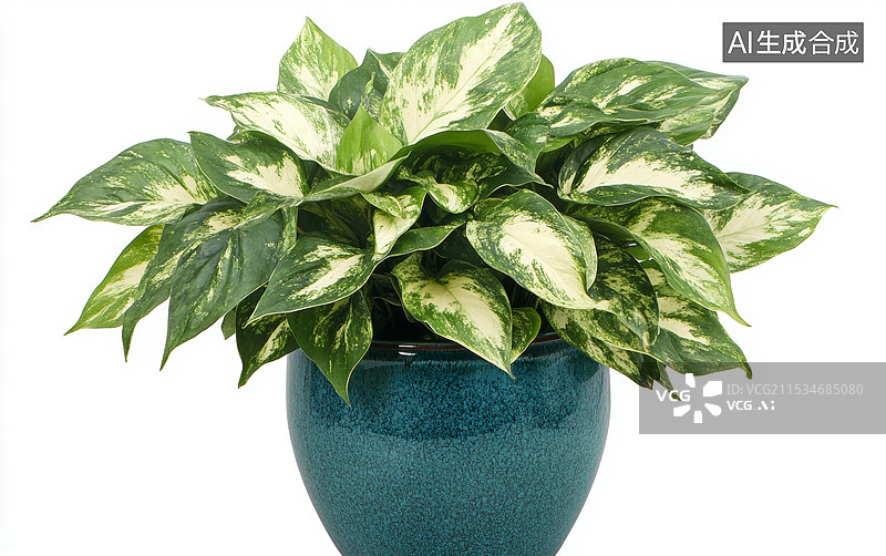【AI数字艺术】一盆栽种在蓝色花盆中的植物。植物的叶子呈现出绿色和白色的斑纹，显得非常清新和生机勃勃。背景是纯白色的图片素材