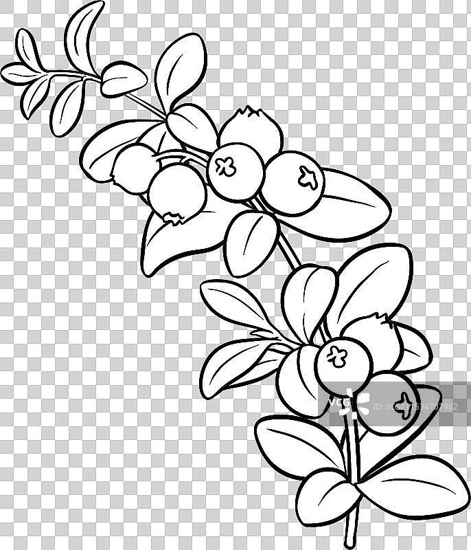 孤立的蔓越莓枝条轮廓图片素材