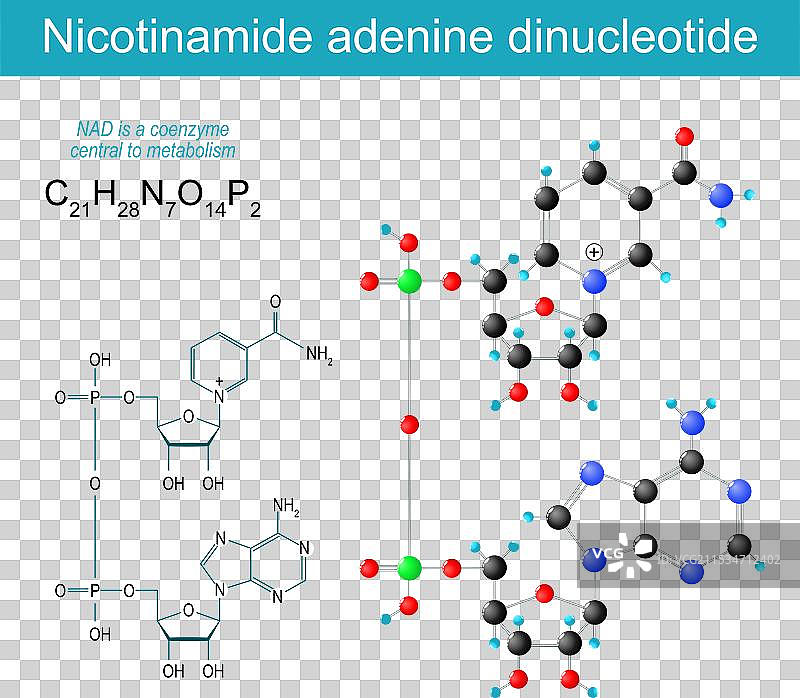 NAD分子图片素材