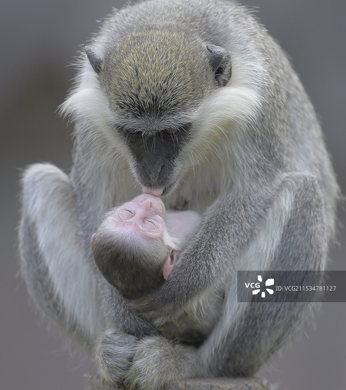 母与子(绿猴)图片素材