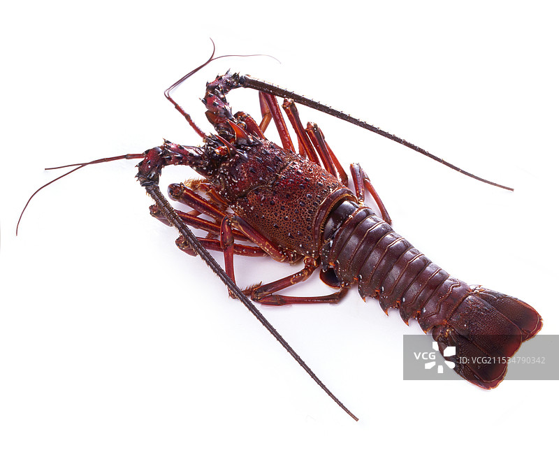 生的伊势龙虾图片素材