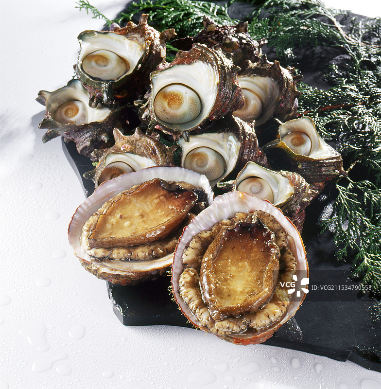 鲍鱼和海螺图片素材