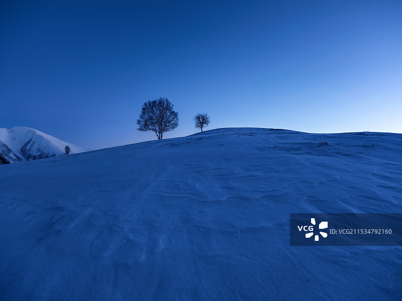 雪地上的树,雪地图片素材