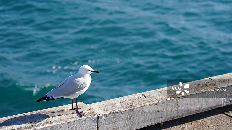 驻足-Fremantle港口-西澳图片素材
