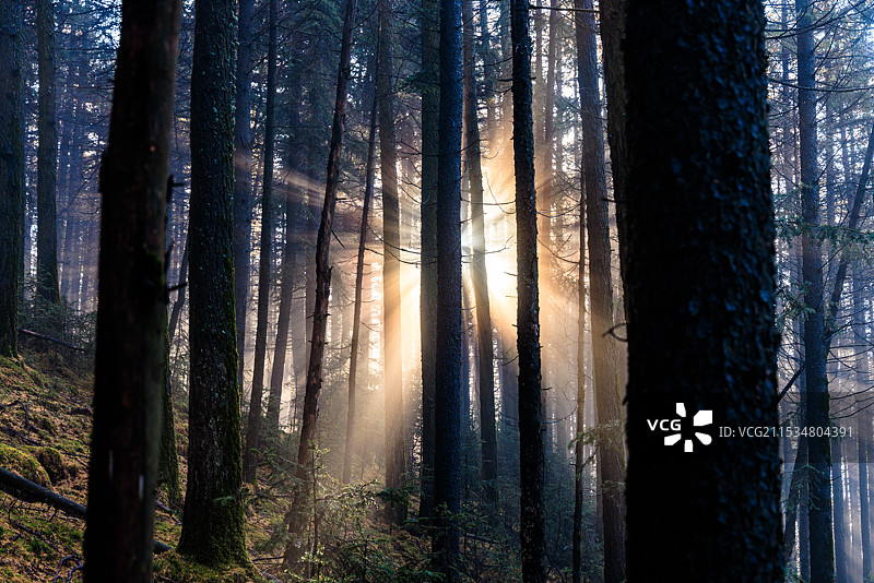 山西忻州五台山秋日林间夕阳光影图片素材