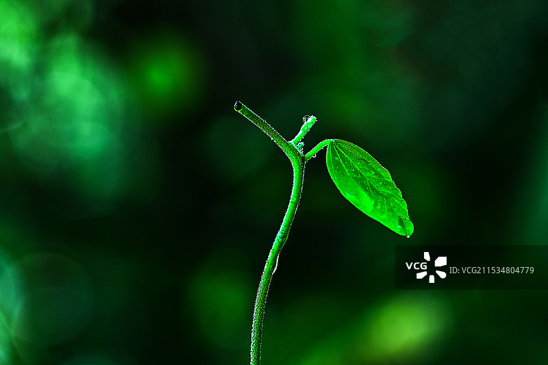 光影下生命的萌芽图片素材