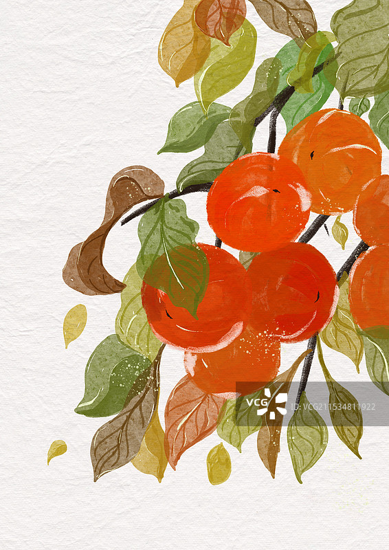 柿如破竹柿子好寓意插画图片素材