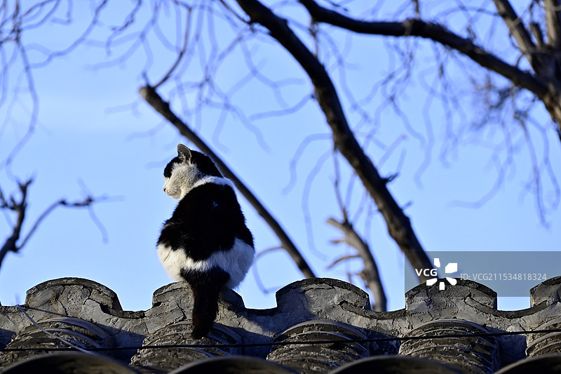 房顶上的猫图片素材