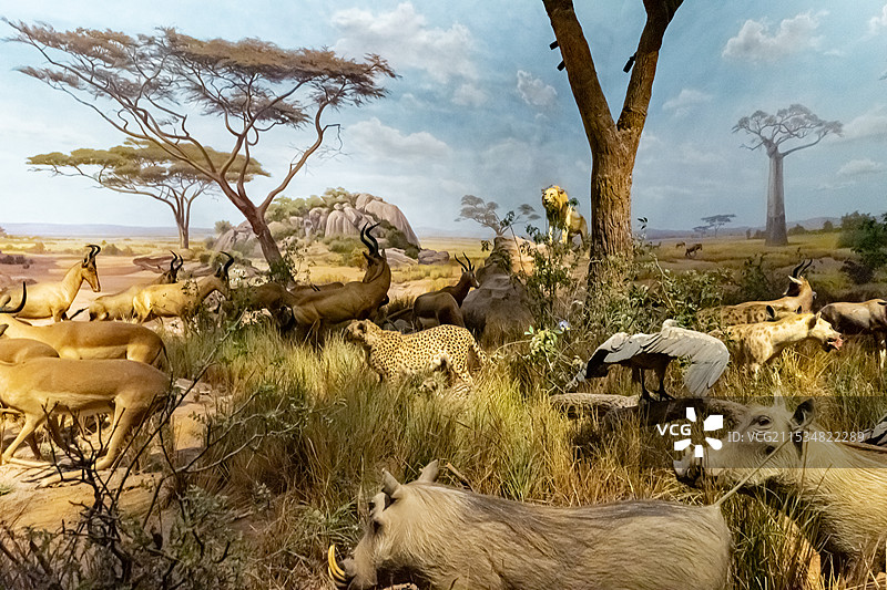 中国野生动物模型拍摄主题，山东济南市博物馆，非洲草原上的大象野猪羚羊等野外动物，室内无人图像摄影图片素材