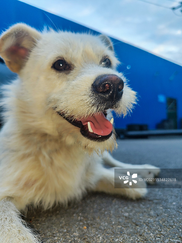 狗的特写肖像图片素材