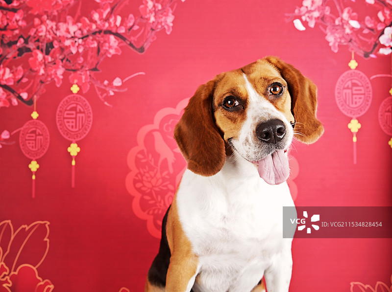 新年狗狗照片图片素材