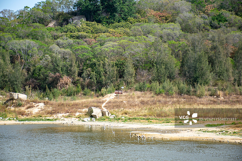 厦门东坪山公园 水库边的景色 白鹭 荒草地图片素材