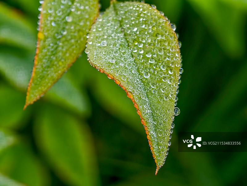清晨植物上的露珠微距特写图片素材