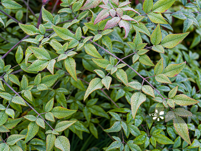 清晨植物上的露珠微距特写图片素材