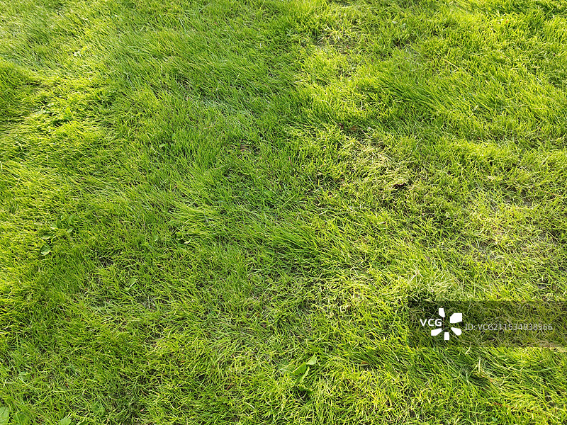 阳光照耀下的 草坪 草地 背景素材图片素材