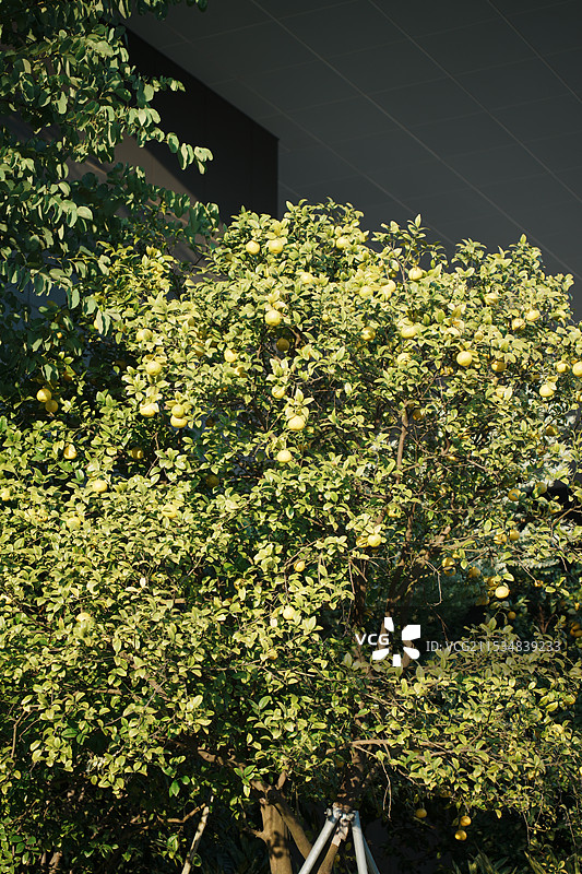 福州大学的橘子树图片素材