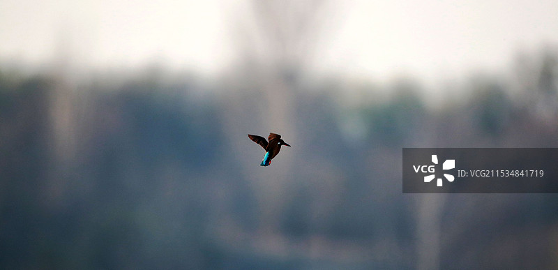 悬停的翠鸟图片素材