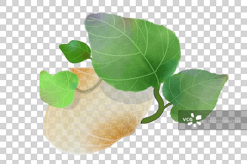 板绘仿水彩手绘户外有机种植培育蔬菜瓜果新鲜采摘的可口的地瓜凉薯植物叶脉特写镜头元素插画图片素材