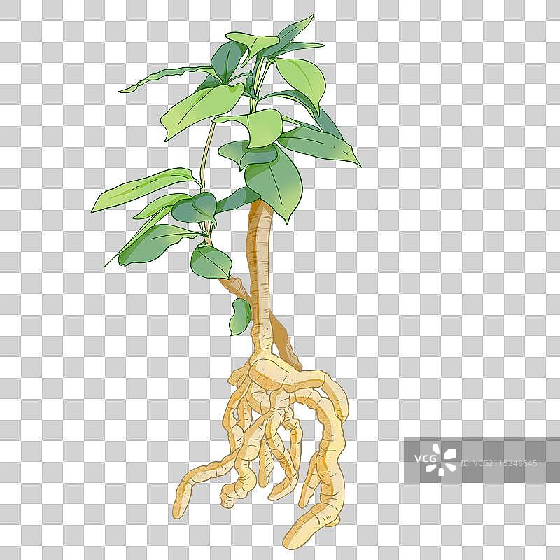 巴戟天插画图片素材