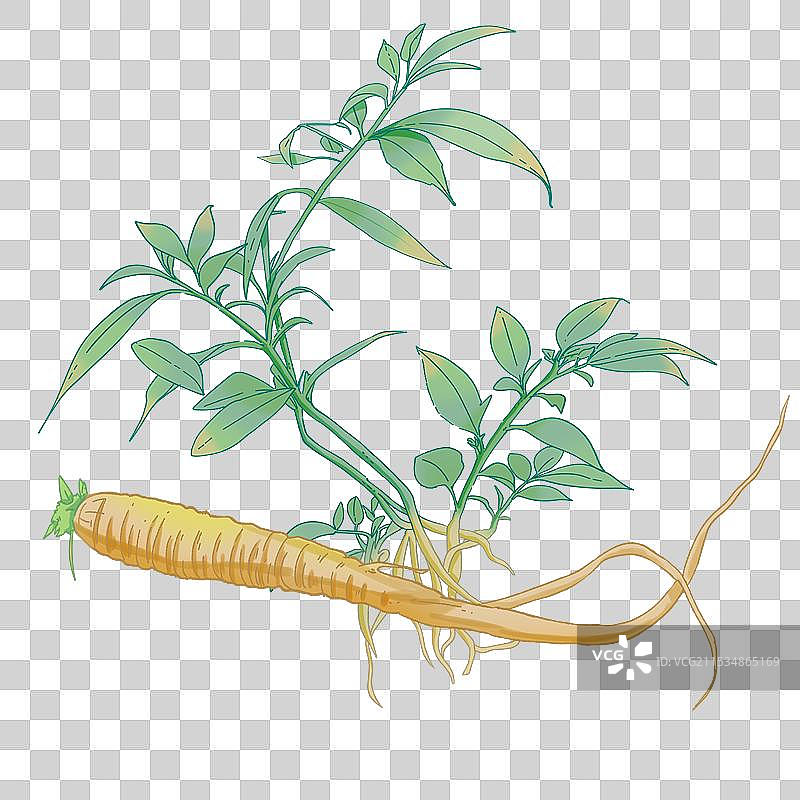 党参插画图片素材