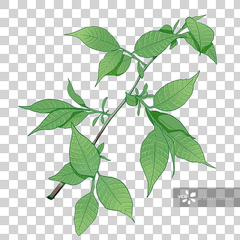 杜仲插画图片素材