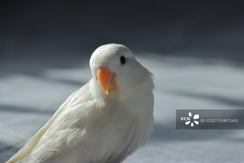 鹦鹉在房间的特写镜头图片素材