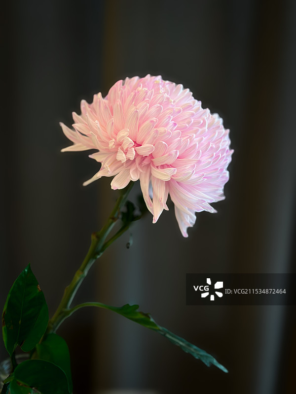 《粉色菊韵 静美如诗》图片素材