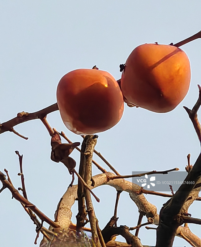 好柿成双图片素材