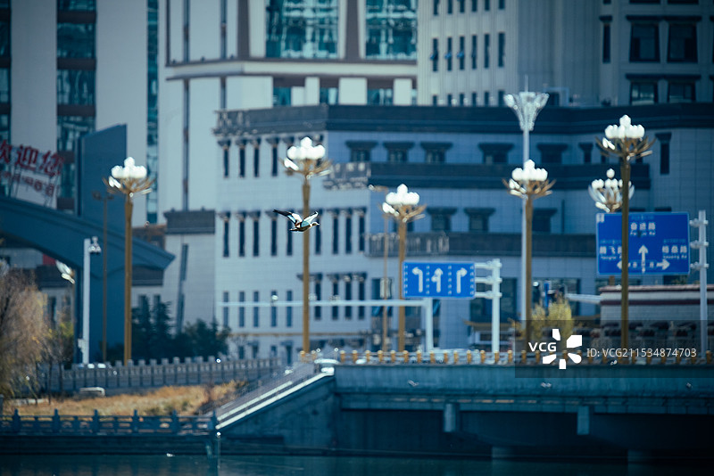 飞过拉萨市区的鸭子图片素材