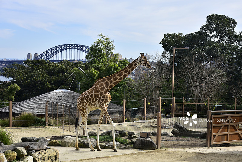 澳大利亚悉尼塔龙加动物园动物长颈鹿特写图片素材