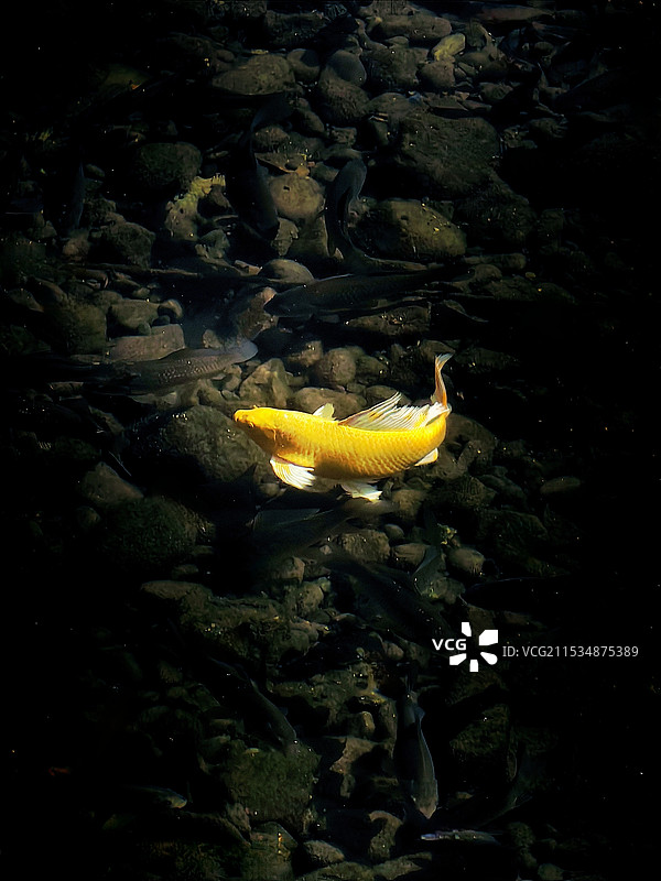 锦鲤-金黄色锦鲤，湖里游泳的特写图片素材