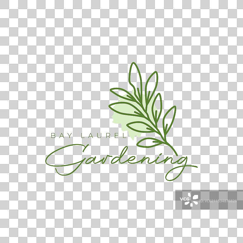 月桂树叶简单形状线条风格图片素材