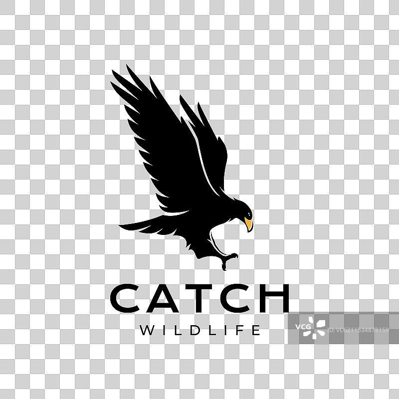 鹰在空中飞翔，捕猎自由的食肉动物图片素材