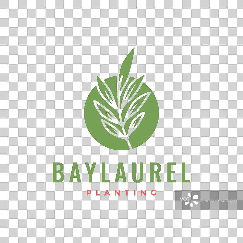 简单植物花艺中的月桂叶与圆形设计图片素材