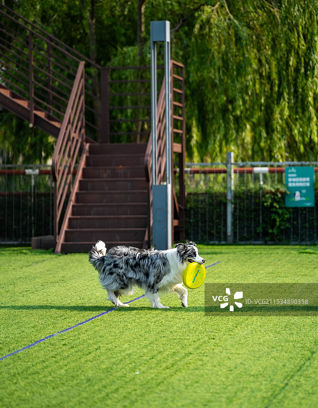 澳大利亚牧羊犬在草地上玩飞盘图片素材