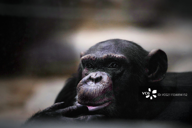 北京动物园黑猩猩图片素材