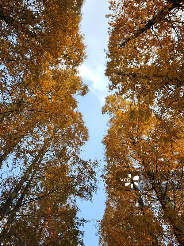 洒满秋意的杭州西湖图片素材