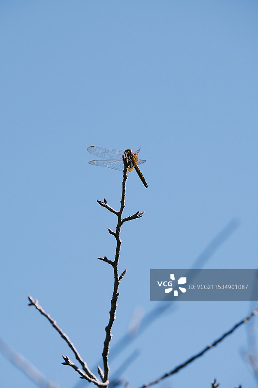 晴朗蓝天下的蜻蜓俯视图图片素材