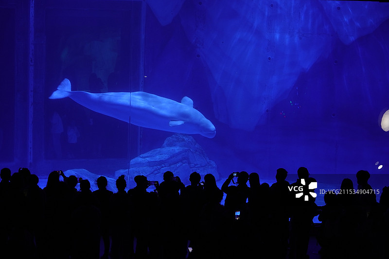 海洋馆人群观赏剪影 孤独的白鲸图片素材