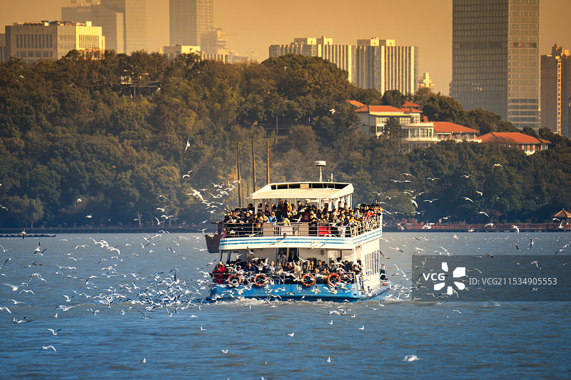 鼋头渚红嘴鸥图片素材