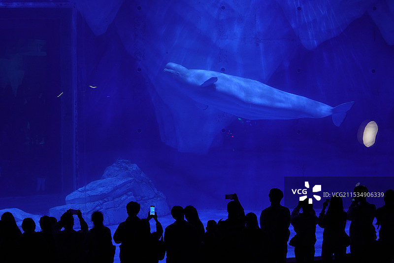 海洋馆人群观赏剪影 孤独的白鲸图片素材