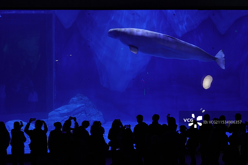 海洋馆人群观赏剪影 孤独的白鲸图片素材