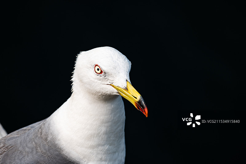 黑色背景下的海鸥特写镜头图片素材
