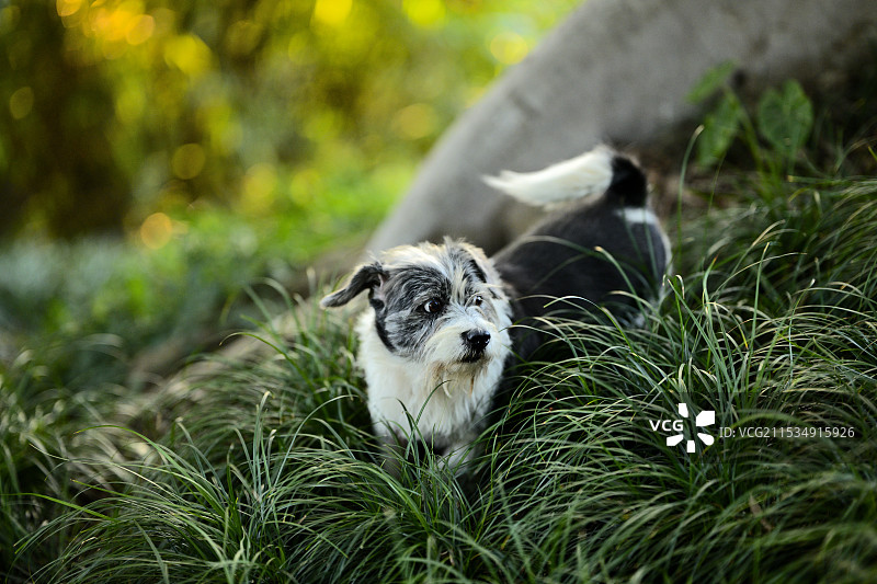 鼓浪屿的动物们Part2图片素材