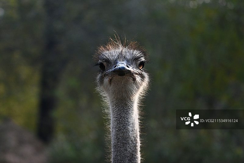 鸵鸟的特写肖像图片素材