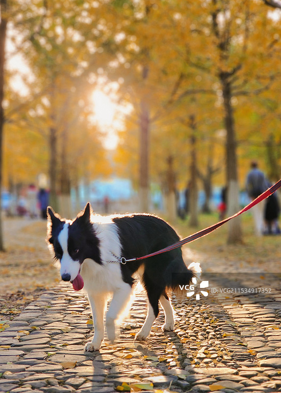 秋天公园里的狗图片素材