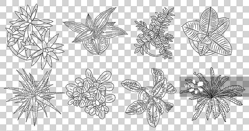 不同室内植物的俯视图图片素材