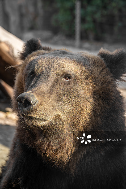 熊的特写镜头图片素材